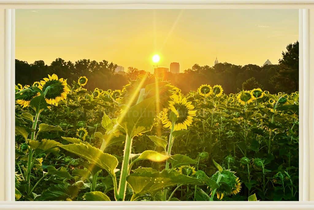 dix park sunflower fields at sunrilse with the sun showing with a starburst and some of Raleigh's taller buildings in the background. 