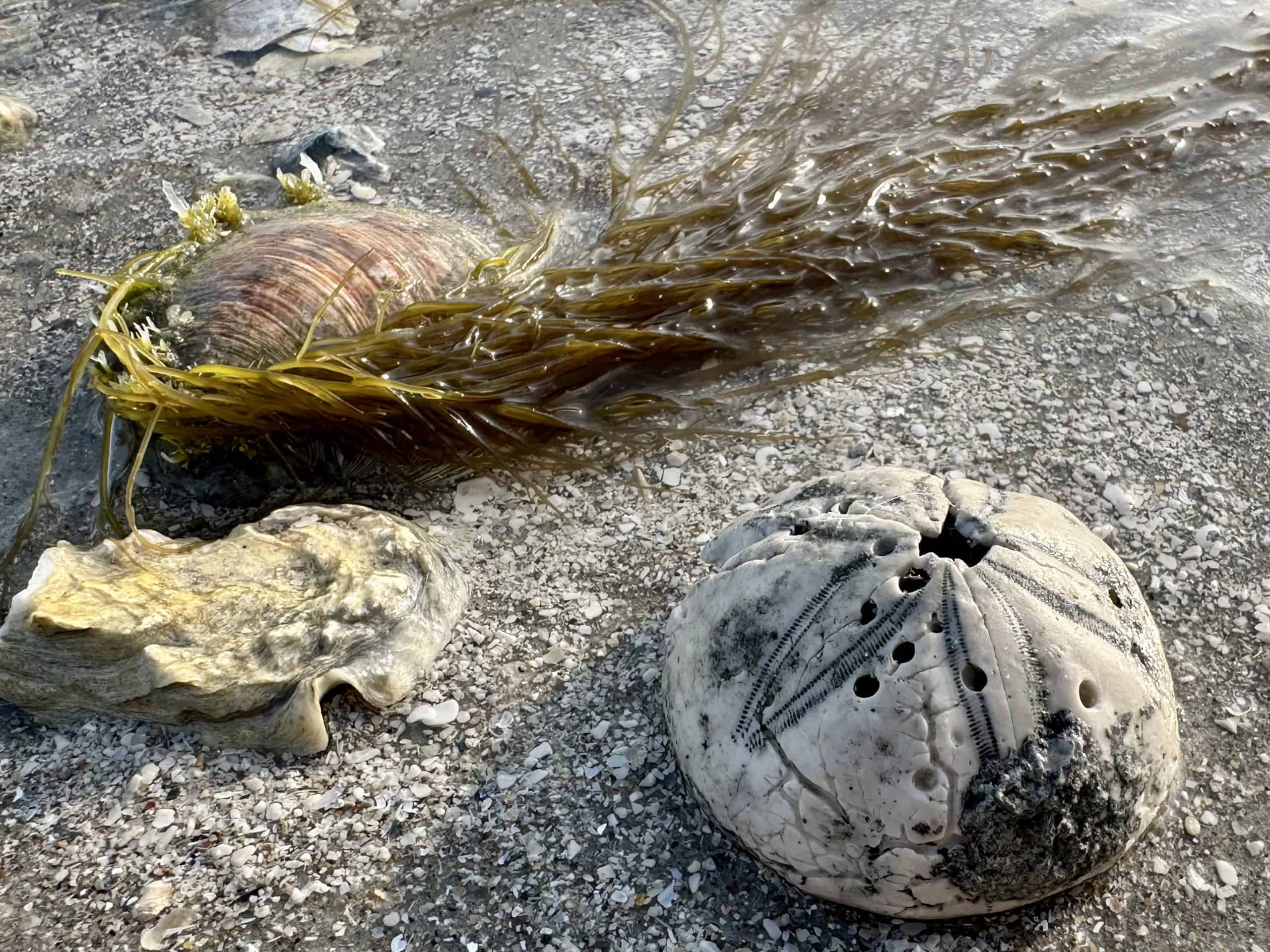 sea biscuit at Holden Beach NC