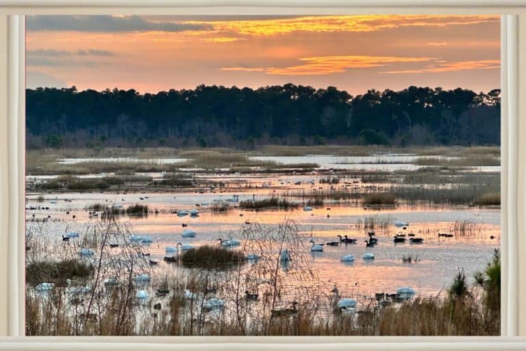 Know Where to Admire the Enchanting Tundra Swans in NC This Winter!