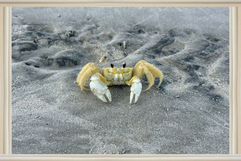 a yellow and white ghost crab on Shell Island. 
Shell Island Resort Wrightville Beach NC